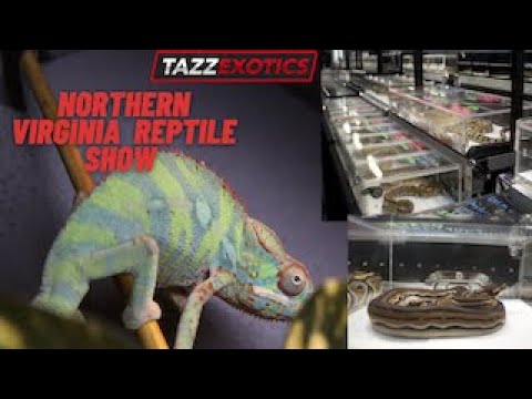 Reptile Expo Virginia 2023