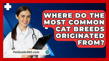 Where Do the Most Common Cat Breeds Originated From? - PetGuide360.com