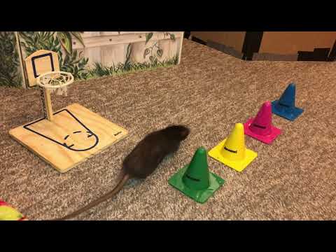 My Rats Olive, Pickle, Sugar, and Donut Weaving!