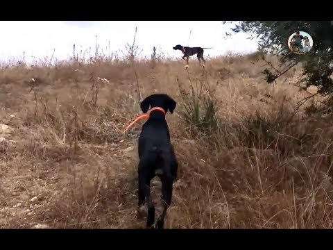 Dressage Chien Pointer De 7 à 10 Mois Au Perdrixlièvrecaille Pour Louverture De Chasse