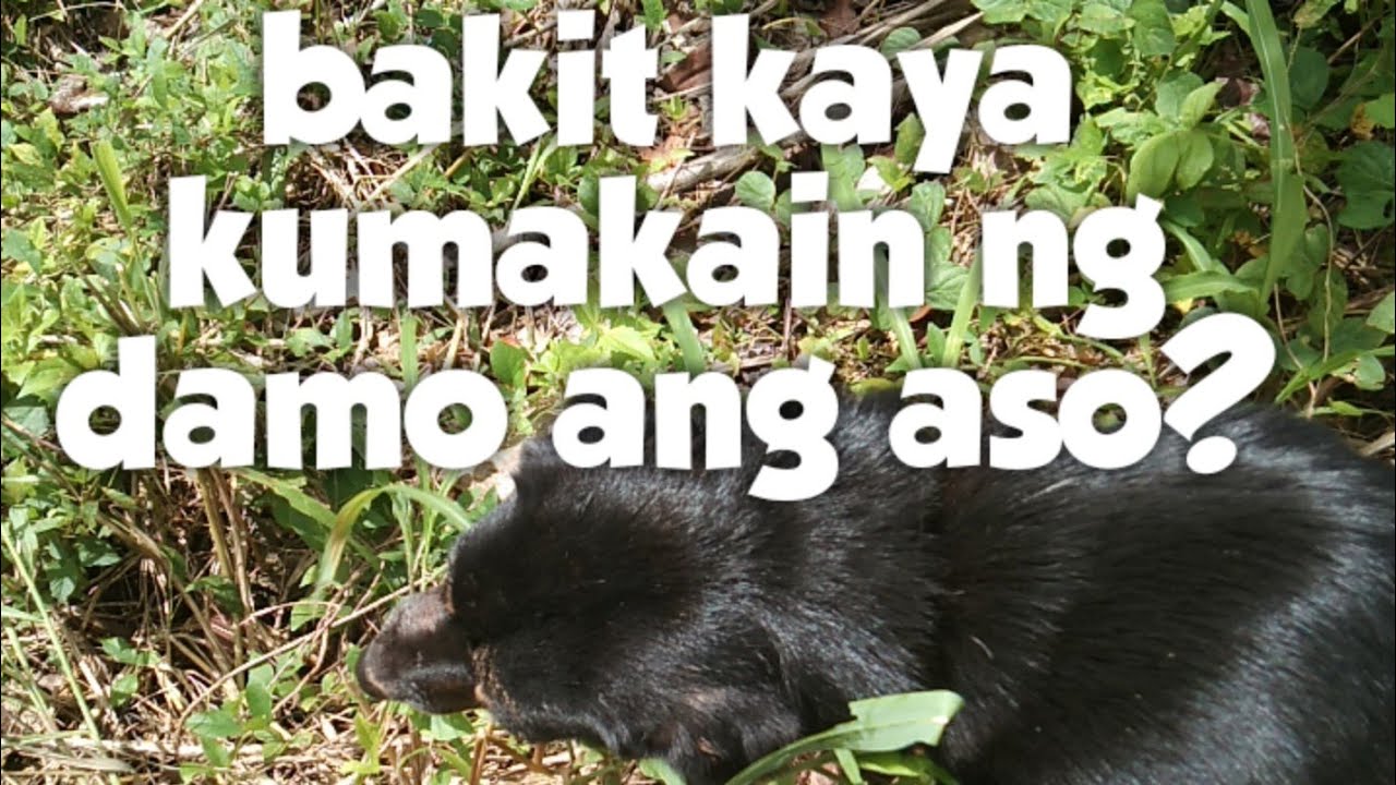 Bakit Nagtatae Ang Aso bakit kaya kumakain ng damo ang aso - YouTube