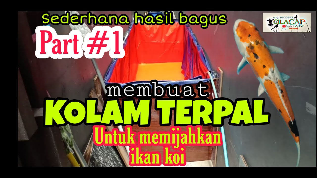 Membuat Kolam Terpal - Untuk Memijahkan Koi || TERNAK IKAN KOI - KOLAM