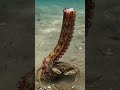 It looks like it came from another planet:#AlienOfTheDeep #NatureIsWild #StrangeButReal #Ocean