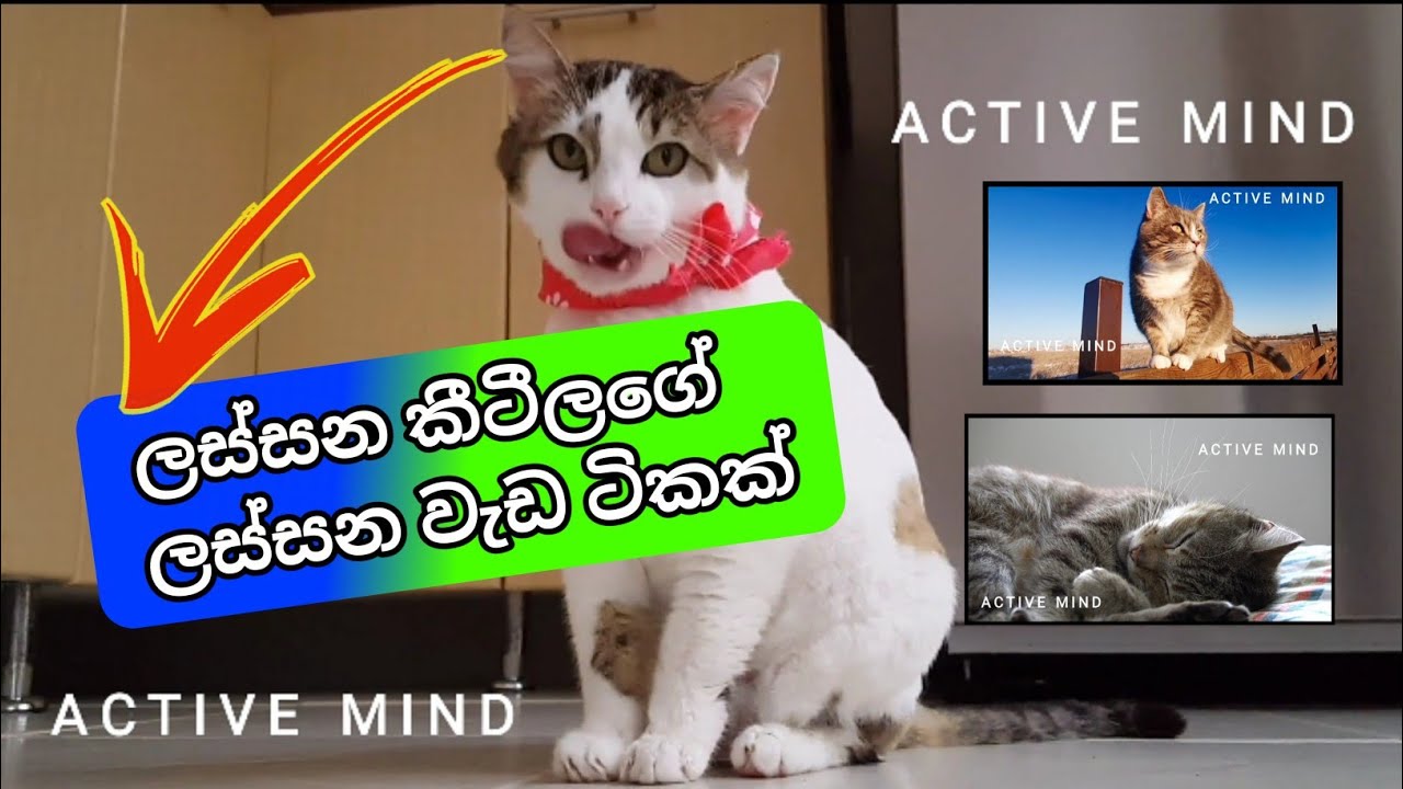 New cats and cats works 😌 super joke from cat Sinhala පට්ටම ලස්සන