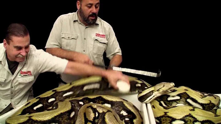 Python Breeding 101 : Episode 1
