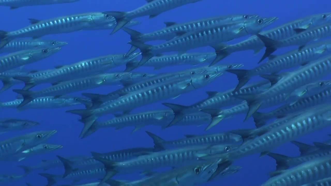 Forgotten Islands  - Schooling Fish