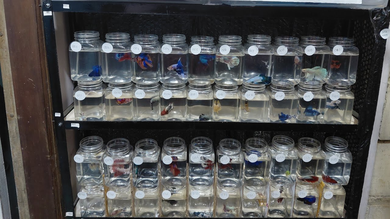 Manyo Turtles sedang live cupang