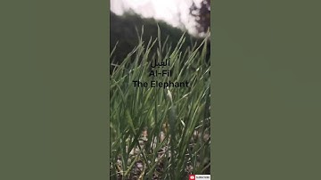 سورة الفيل - Surah Al-Fil (The Elephant) | تلاوة مؤثرة من مشاري بن راشد  #قرآن #منزل #quran #سورة