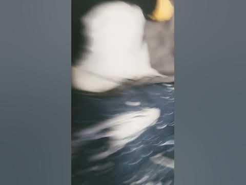 ходи ваги - YouTube