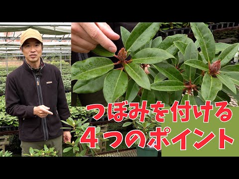 Rhododendrons] 4 Tips for Getting Flower Buds [Akatsuka Botanical