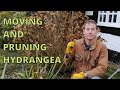 MOVING AND PRUNING HYDRANGEA