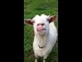 Crazy goat gives a "tongue lashing".  Her way of saying, "Step Off!"