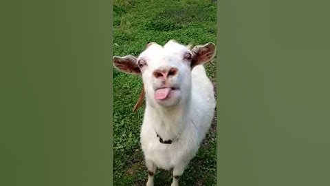 Crazy goat gives a "tongue lashing".  Her way of saying, "Step Off!"