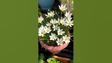 Rain Lily flower plants kaise lagaye#shorts #ytshots #shortsvideo