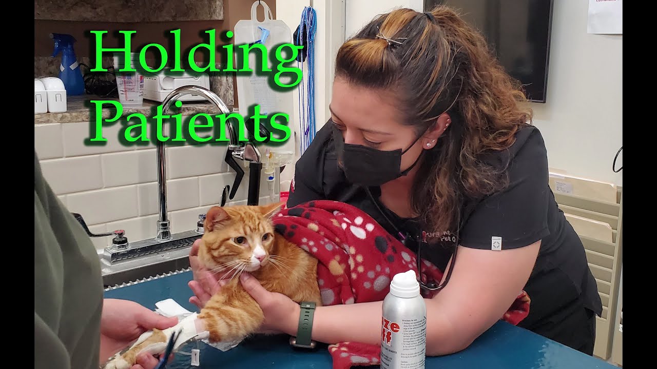 Veterinary Assistant Appreciation Week 2021 YouTube