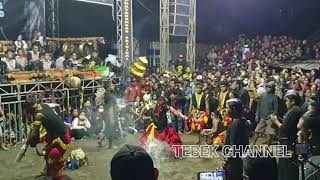 Berhenti karena dilempar dari luar !!! BANTENG MAYANGKORO ORIGINAL kradenan manyaran kediri