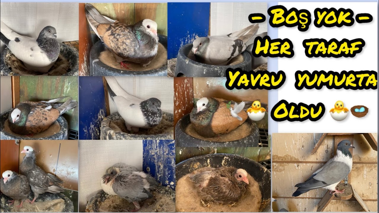✅ Her yer yavru ve yumurta oldu / üretim hızlandı ✅ #pigeon #güvercin #güvercinkümesi 