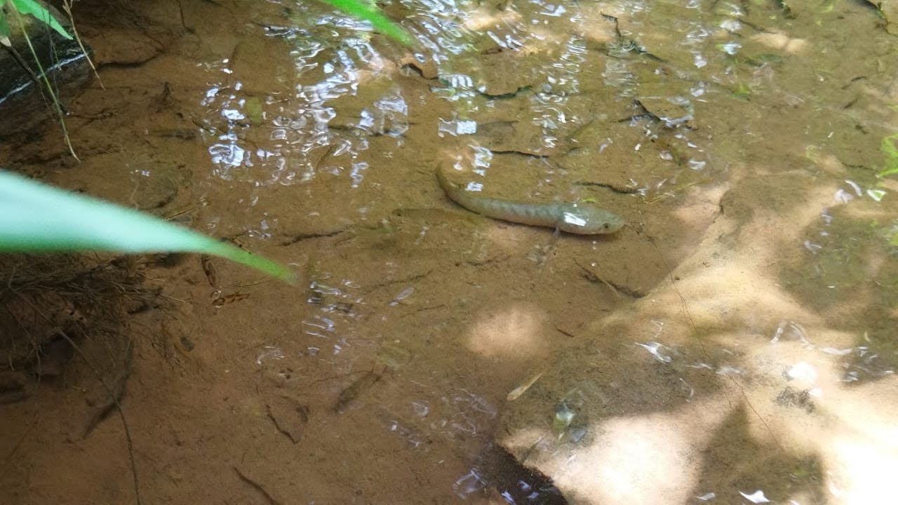 നാടൻ വരാൽ പിടുത്തം                                        varal Pidutham 🐟