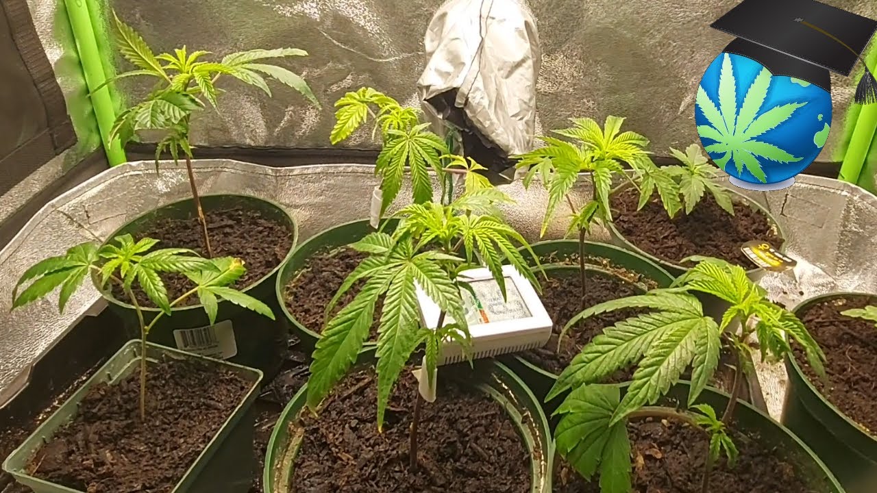 Settled In...Time To Grow Again! Ft. GroPlanner O+ Series by Hyperlite