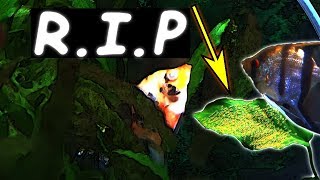 The reason why angelfish kill and fight each other