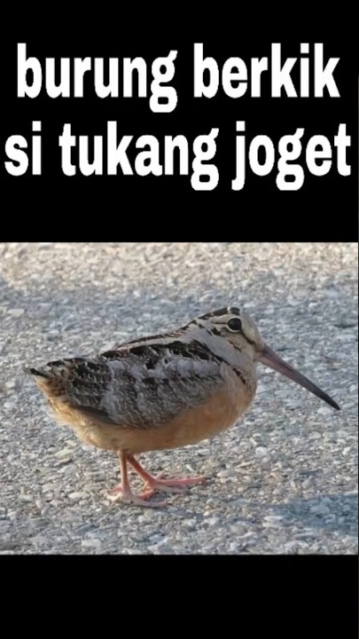 American mountain snipe, a bird that loves to dance!