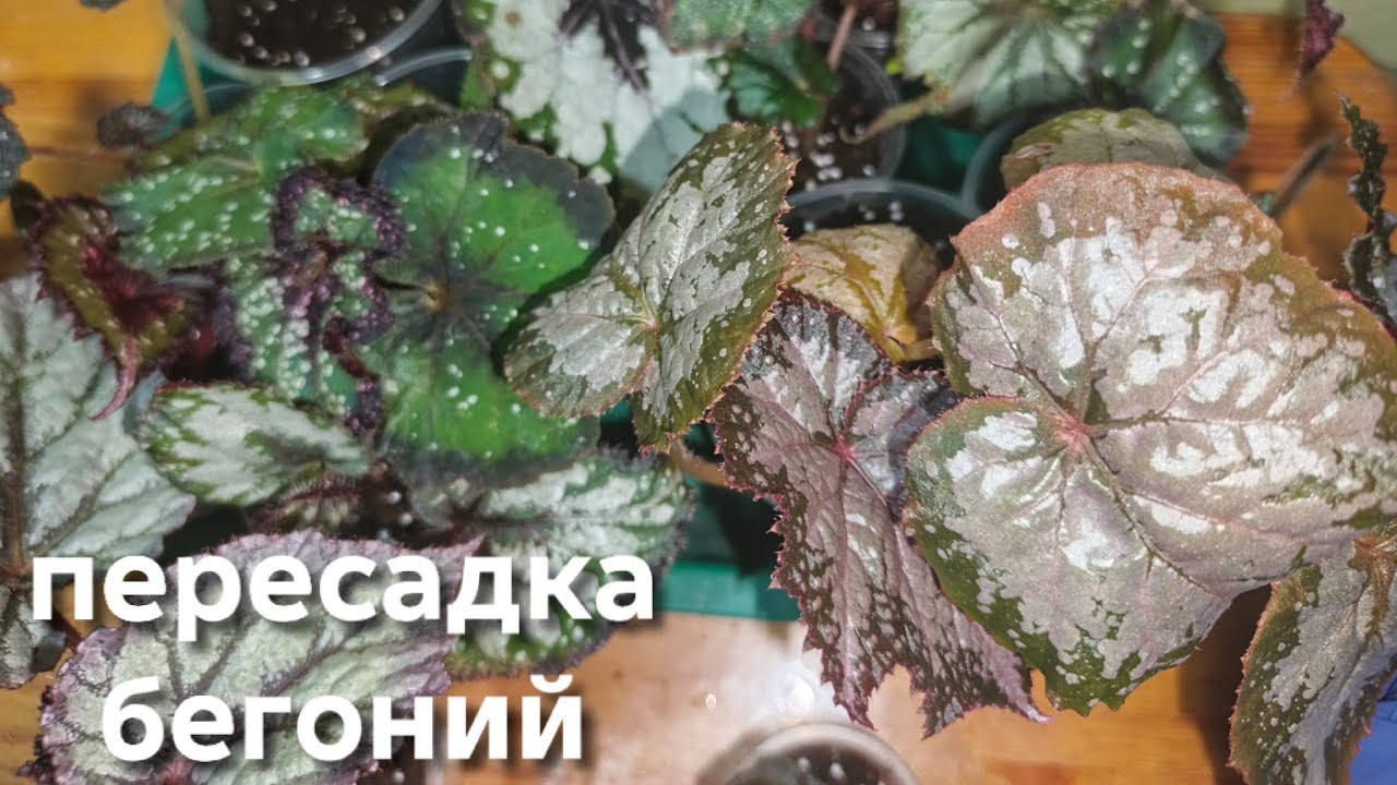 Пересадка бегоний