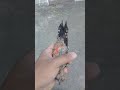 طائر نقار الخشب في المملكة العربية السعودية