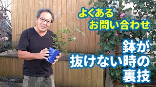 i_rord55専用 親木 鉢抜き i_rord55専用 親木 鉢抜き i_rord55専用 親