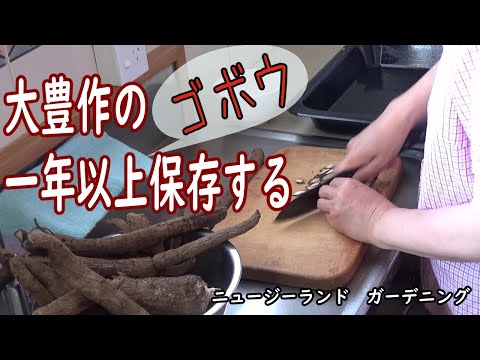 大豊作のゴボウを一年以上保存する方法。