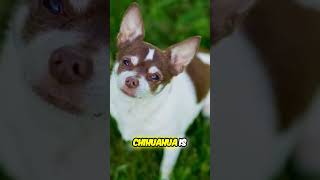 Which is Better? Chihuahua or Miniature Pinscher?