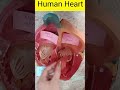 Learn Human Heart Diagram in Just 20 Seconds | Biology Made Easy #biology