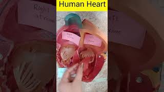 Learn Human Heart Diagram in Just 20 Seconds | Biology Made Easy #biology
