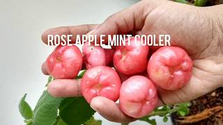 Rose Apple Mint Cooler Java Apple Wax Apple Juice Jamrul