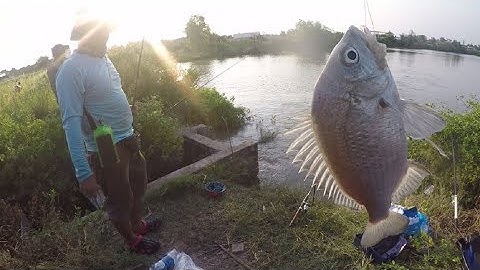 CÂU CÁ HANH (CÁ TRÁP) bằng mồi tép dính cá thấy mà mê