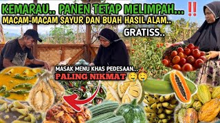 PANEN MELIMPAH DAN MASAK MENU KHAS PEDESAAN | Gulai Labu Kuning, Ikan Asin dan Sambal Terasi 