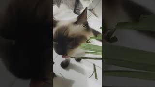 Cats Eating Lemongrass Full Video
