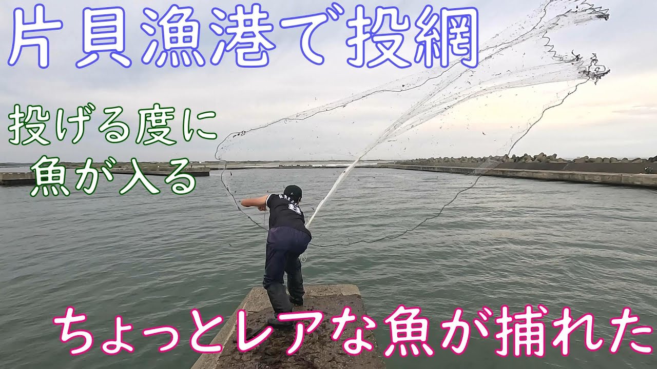 【投網】片貝漁港で友人と投網をしたらちょっとレアな魚が捕れた【初夏の漁港】