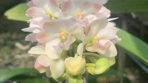 KIẾM VAR CÁC LOẠI VIP -0376344894 trâu nụ phong nha