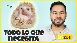 ¿Cómo cuidar a mi erizo de manera correcta? | Erizoo México | Venta de Erizos  en México