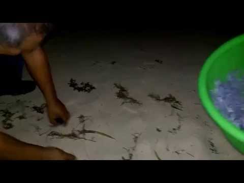 RESCATE DE TORTUGAS