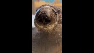 Nosy Otter