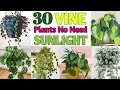 30 Indoor Vine Plants / Low Sunlight Vine climber Plants / Plant and Planting