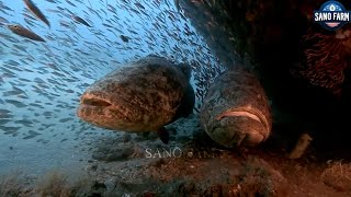 Download lagu The Process Of Catching And Processing Giant Grouper | Processing Factory