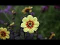 Luminar AI Portrait Bokeh blur.