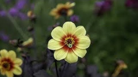 Luminar AI Portrait Bokeh blur.