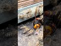 Dead Giant Hornet at Beehive