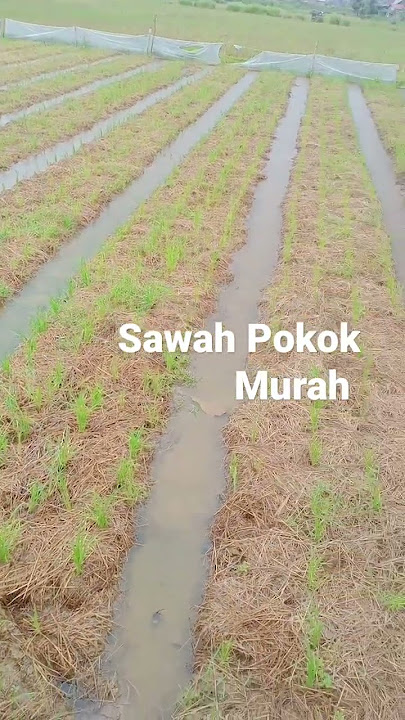 Sawah Pokok MURAH #shortsvideo #shortsyoutube