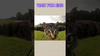 Drone made of Real cat 🐱 😱#ytshorts #facts #animals