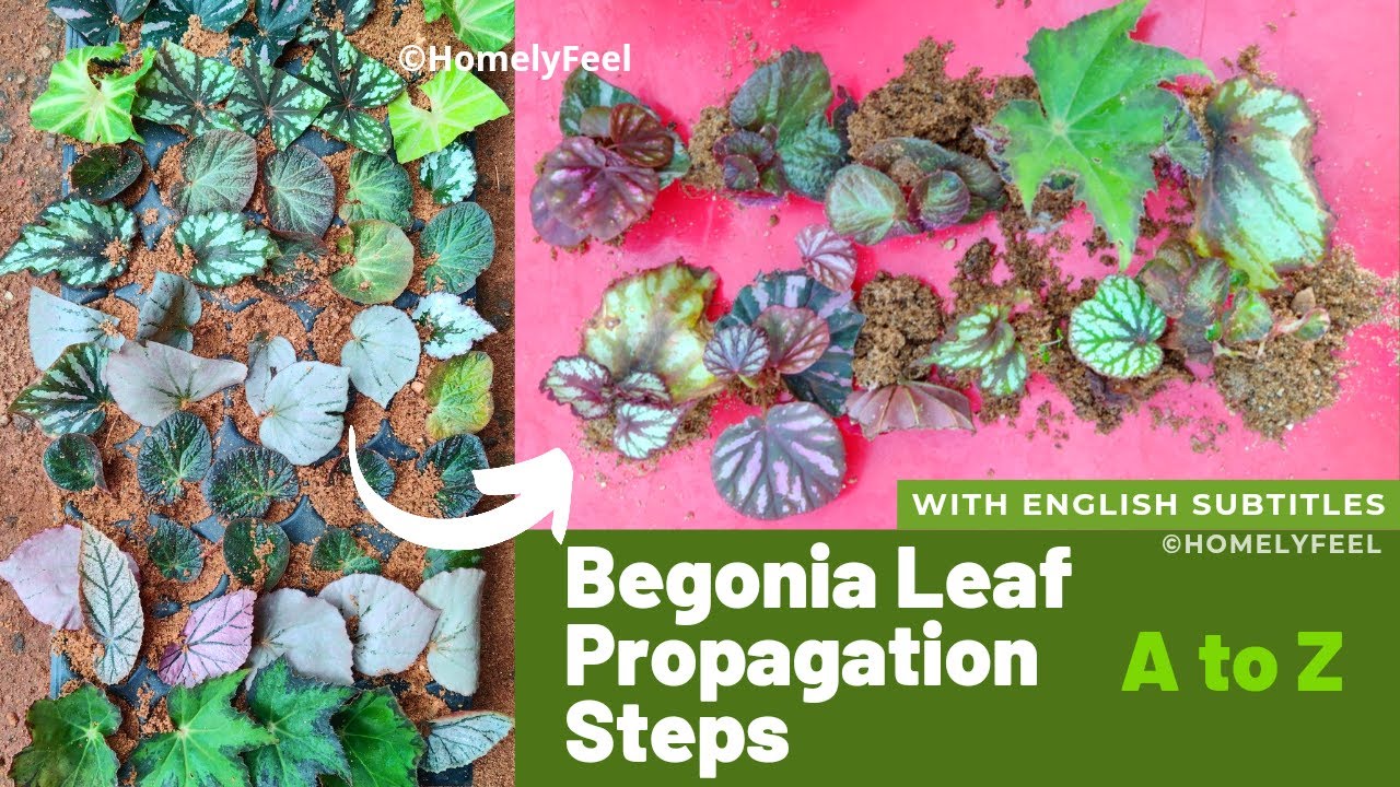 ഇലകളിൽ നിന്നും ഒരുപാട് ബിഗോണിയ തൈകൾ ഉണ്ടാക്കാം| Begonia Leaf Propagation Steps| Homely Feel by Diyab