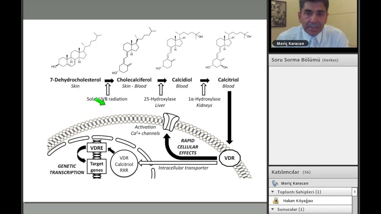 D Vitamini ve İnfertilite. Eski bir tanıdık yeni bir yıldız (mı)?